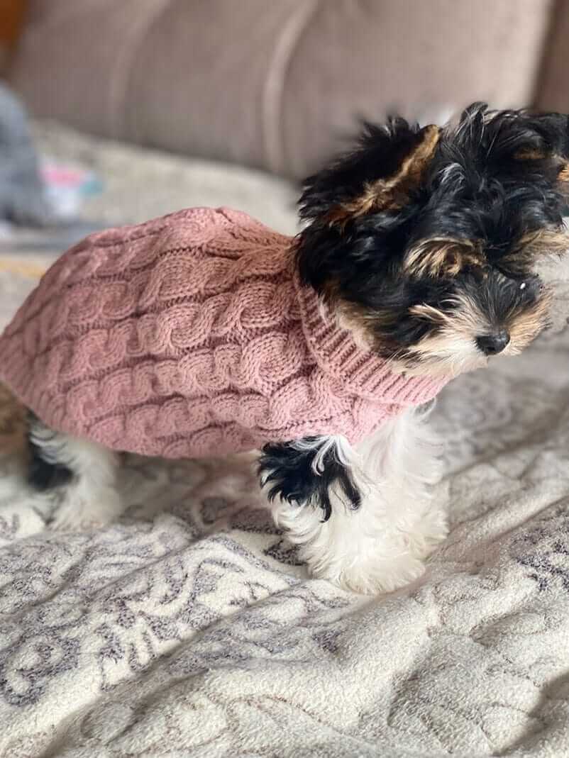 Sweater for Small Dogs