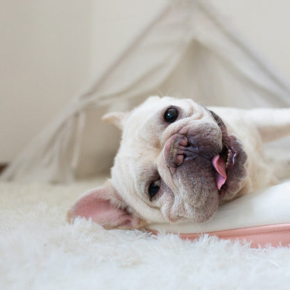 Fluffy Plush Pet Blanket