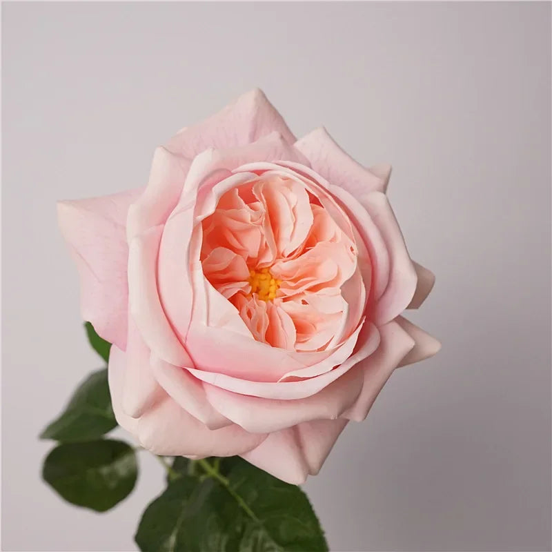 Real Touch Austin Latex Rose Bouquet Set of 5