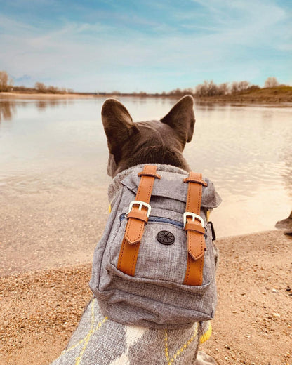 Small Dog Backpack Harness