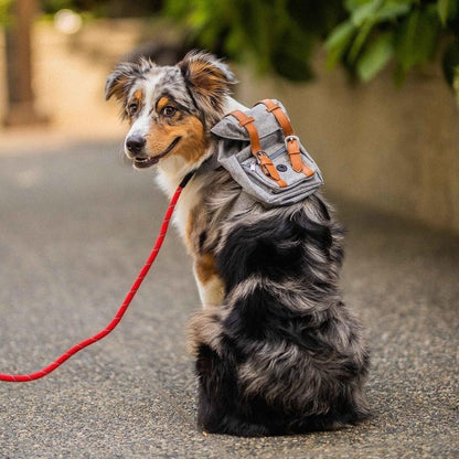 Small Dog Backpack Harness