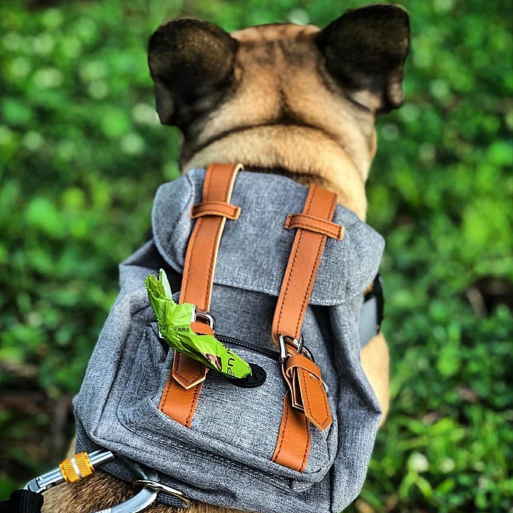 Small Dog Backpack Harness