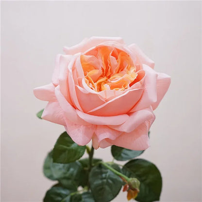 Real Touch Austin Latex Rose Bouquet Set of 5