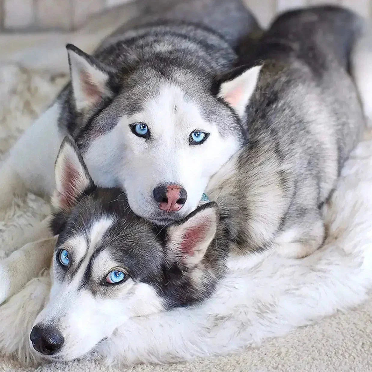 Faux Fur Dog Bed