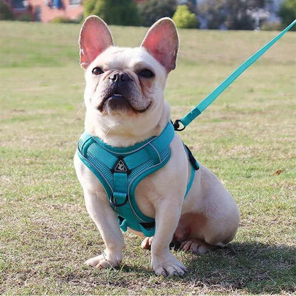 Best Adjustable Dog Harness and Leash