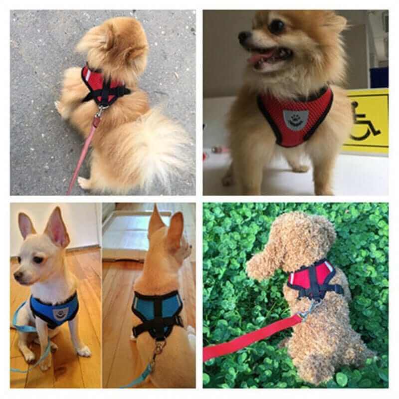 Dog Harness with Leash