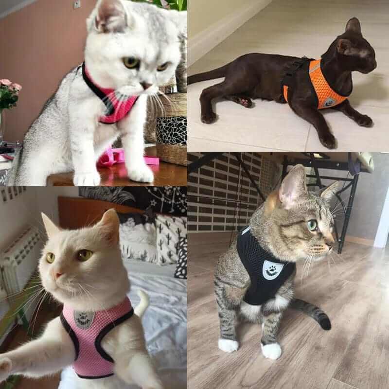 Dog Harness with Leash