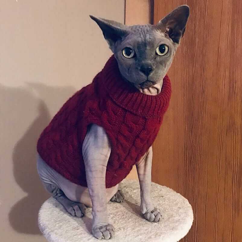 Sweater for Small Dogs