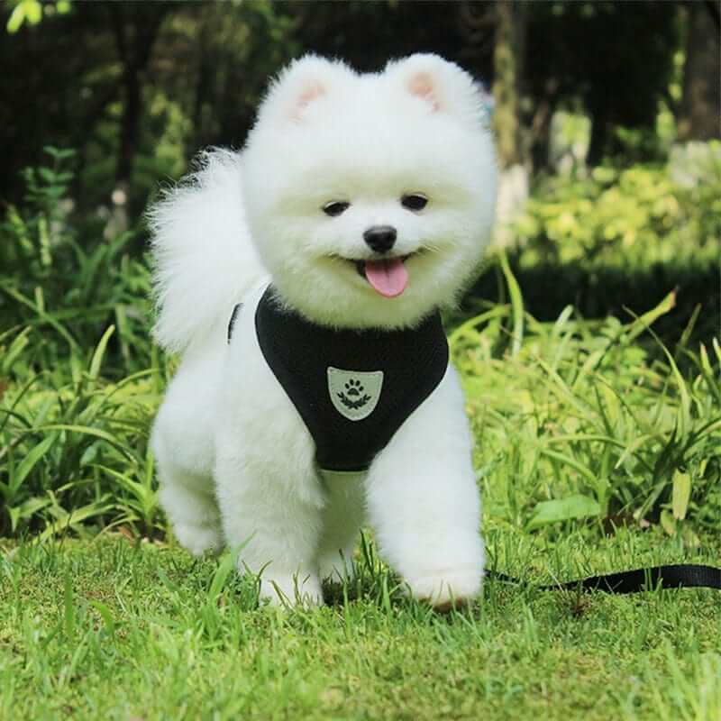 Nylon Mesh Dog Harness And Leash