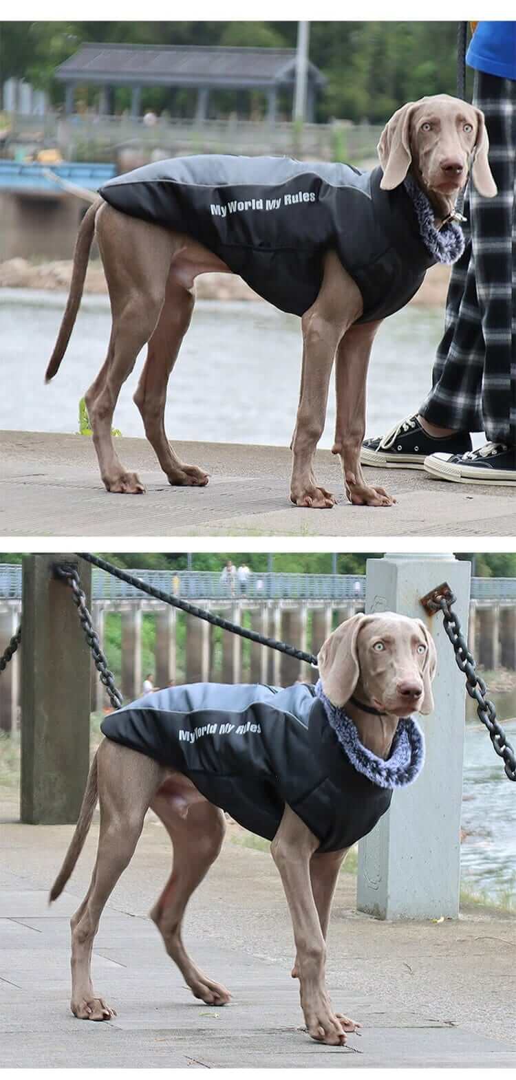 Waterproof Jacket for Dogs